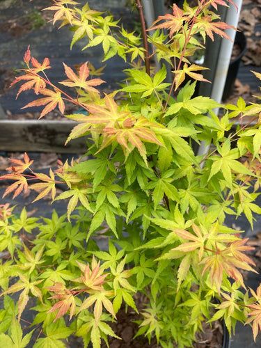 Acer palmatum 'Kristin's Star' Rare Japanese Maple